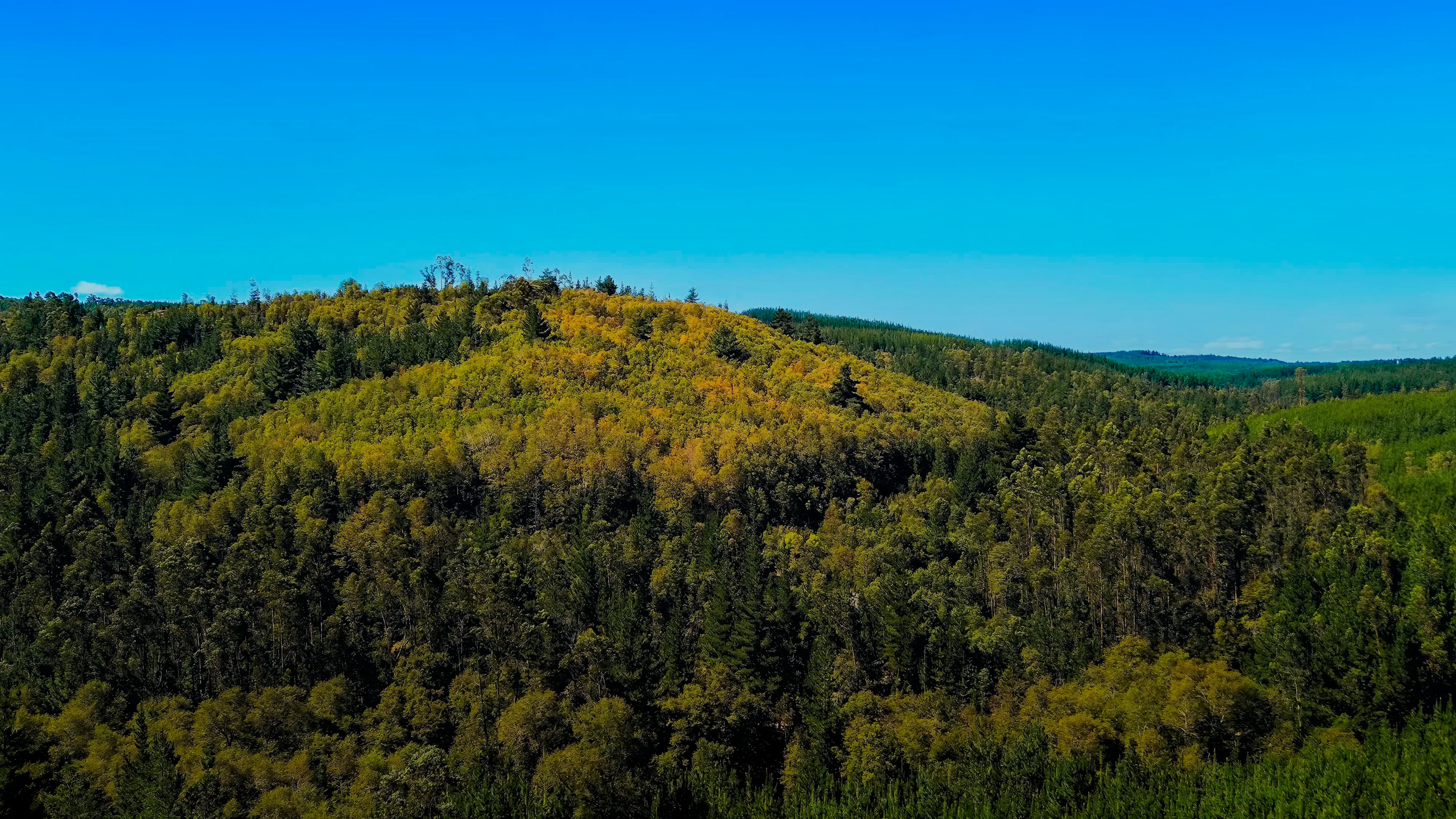 Bosque de Uraco